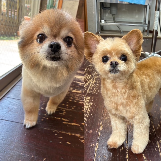 イルちゃんとアムちゃん🐶🐶