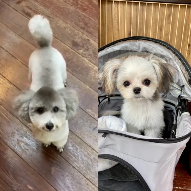 つくしちゃん＆豆大福ちゃん?