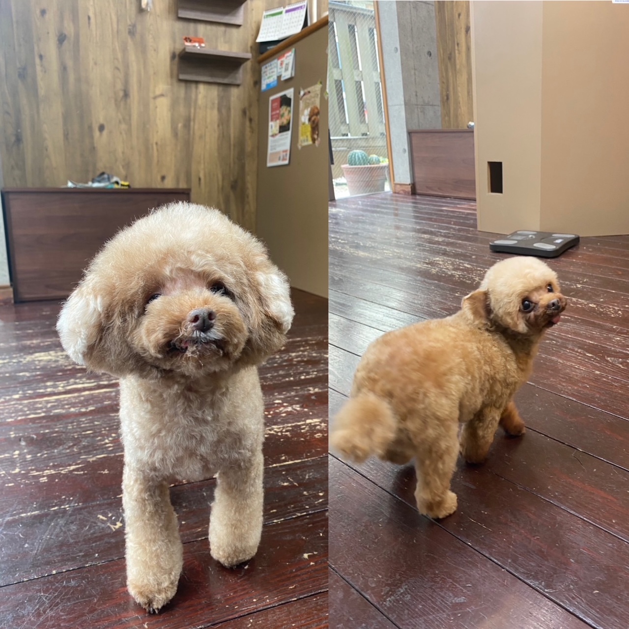 プリンちゃんとバンビちゃん🐩🐩