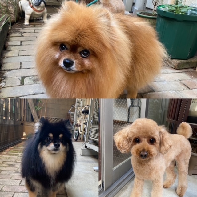 きなことあんとこすずちゃん🐶🐶🐶