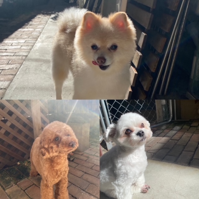 Fuuuちゃん🐶ニコちゃん🐩ペコちゃん🐶