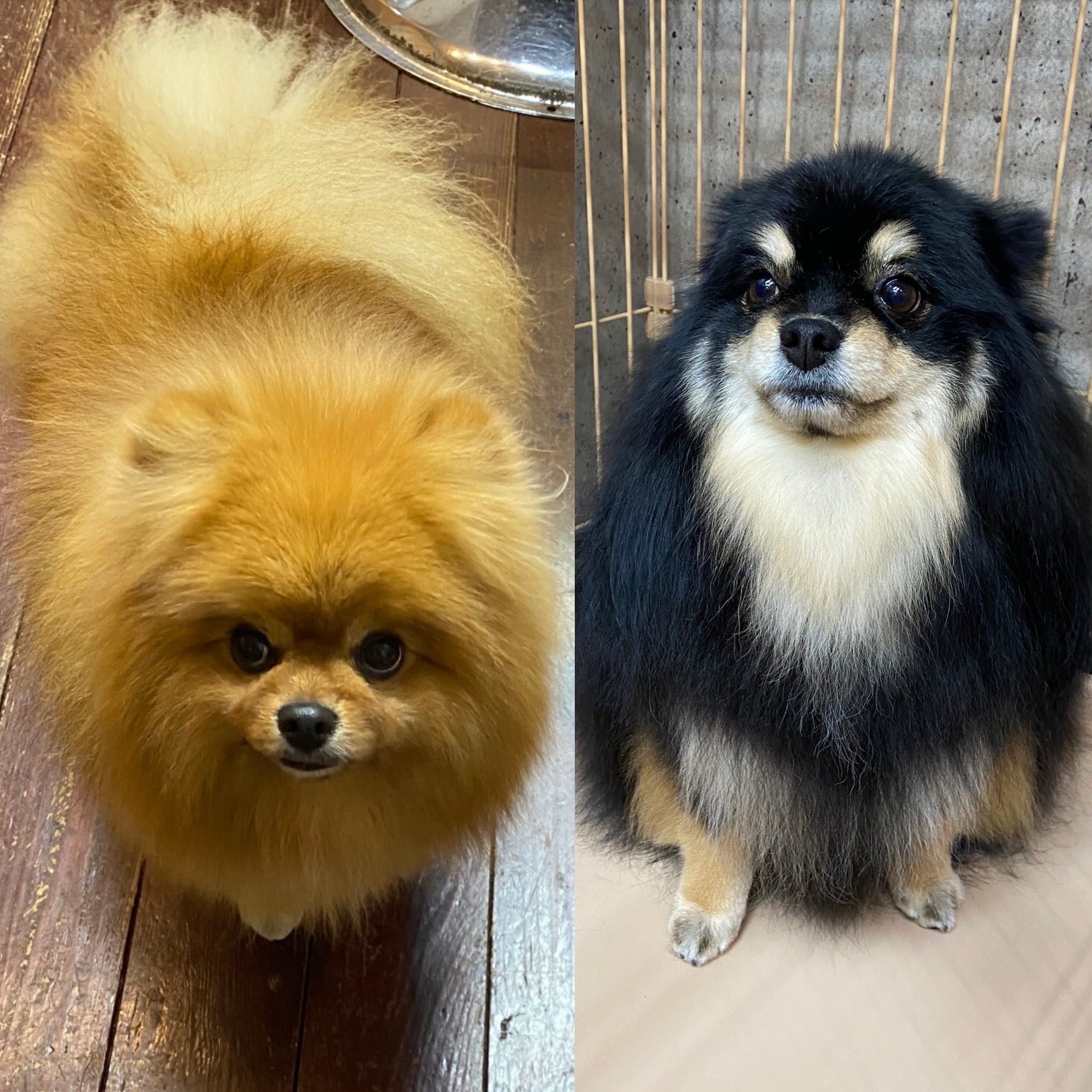 きなこ&あんちゃん?