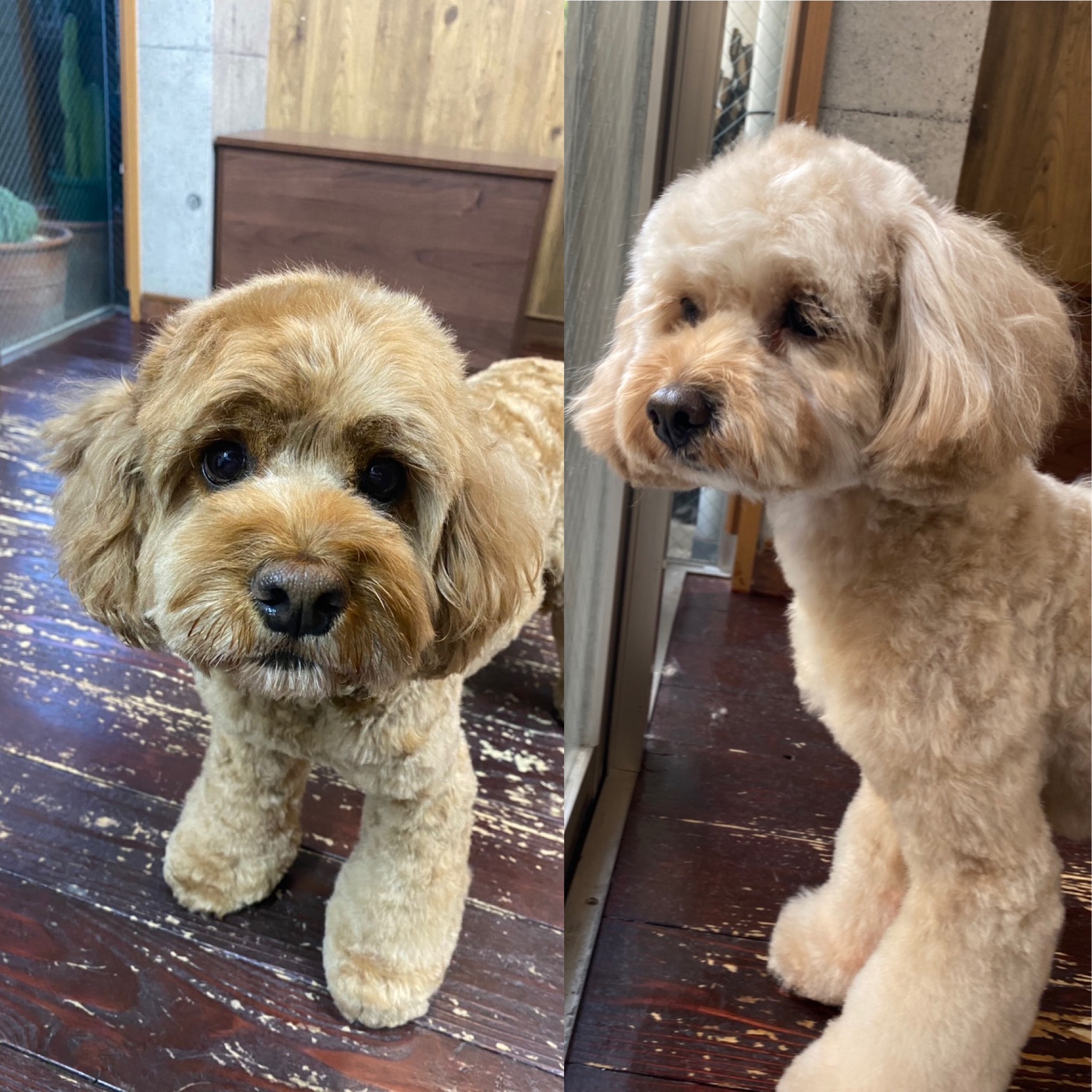 めいちゃんと タルトちゃん🐶🐶