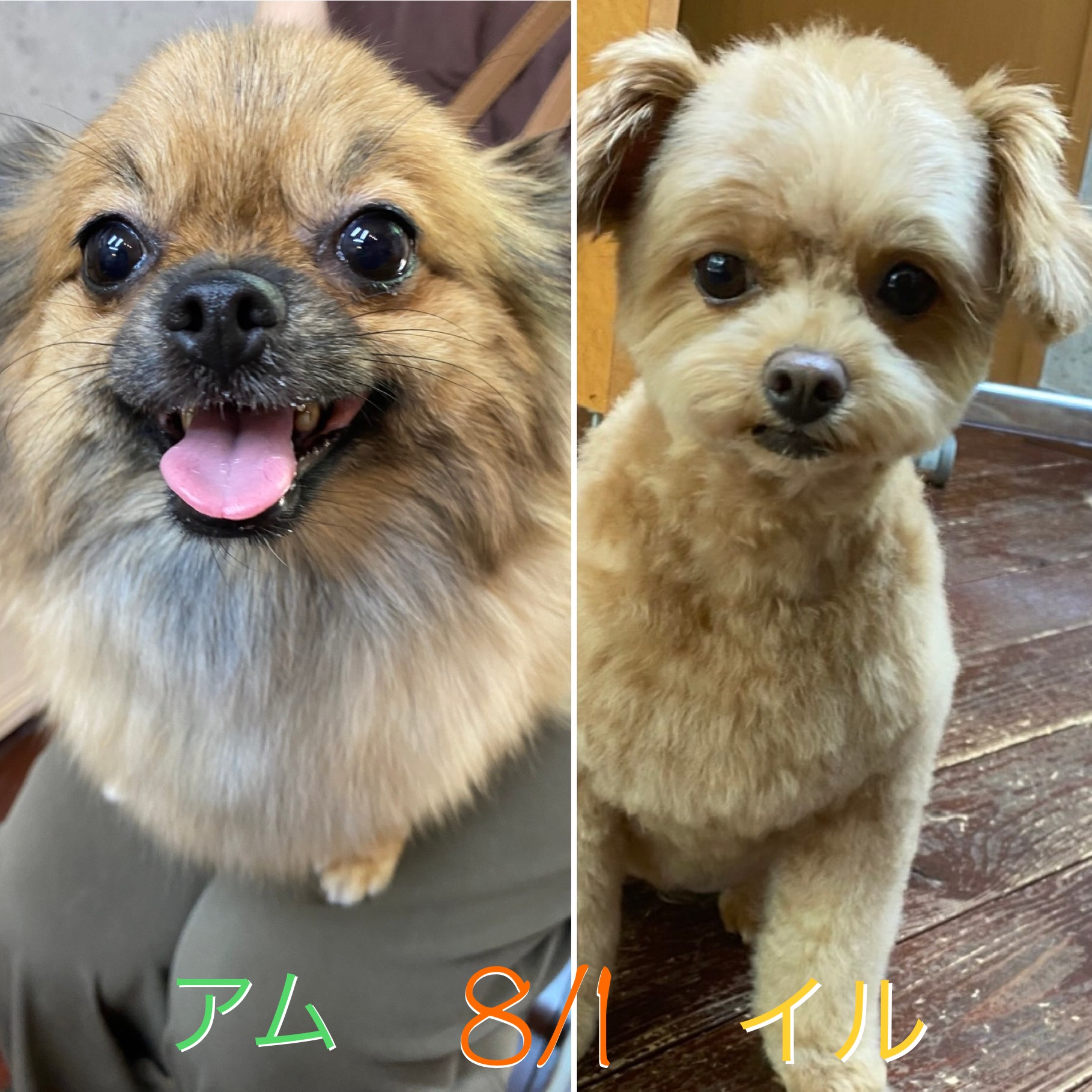 イル・アムちゃん?