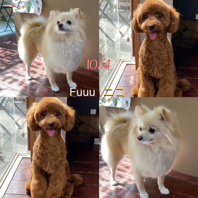 Fuuuちゃん?ニコちゃん?