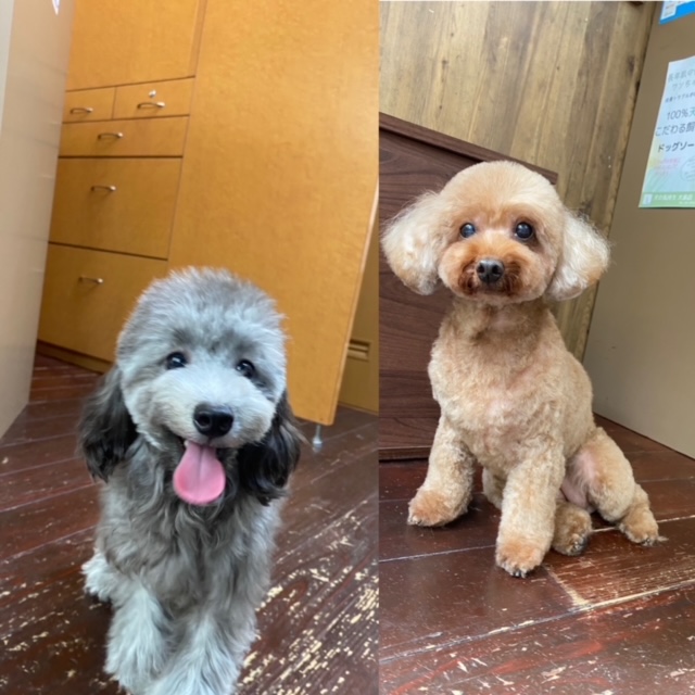 ニコちゃん＆ひゅうがちゃん🐩🐩