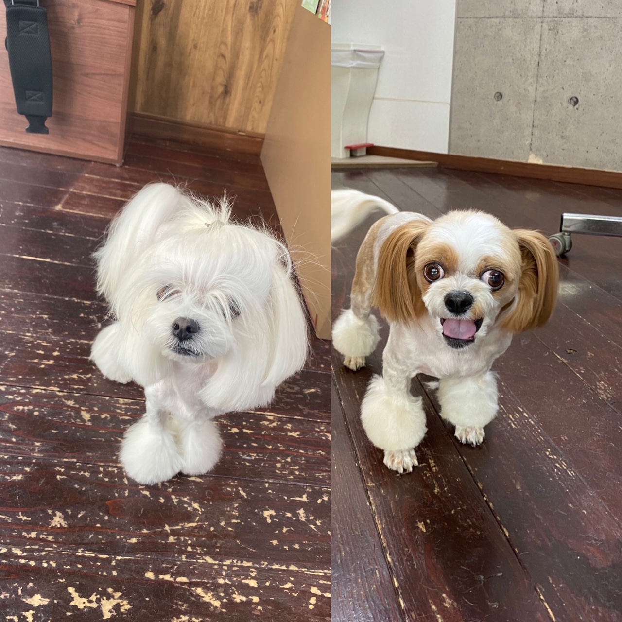 レオンちゃんとスカイちゃん🐶🐶