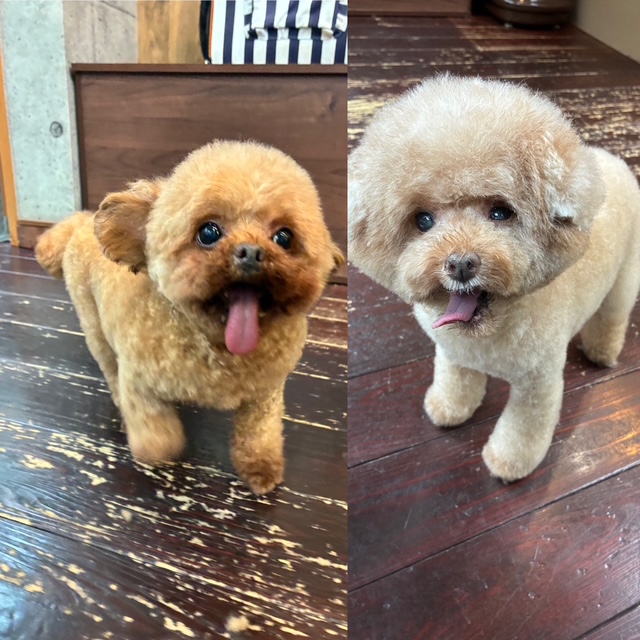 プリンちゃんとバンビちゃん🐩🐩