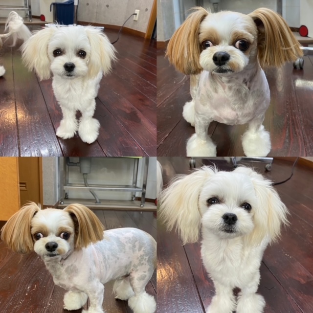 レオンちゃんとスカイちゃん?