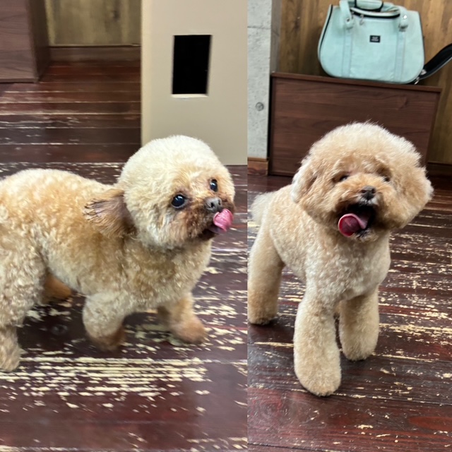 プリンちゃんバンビちゃん🐩🐩