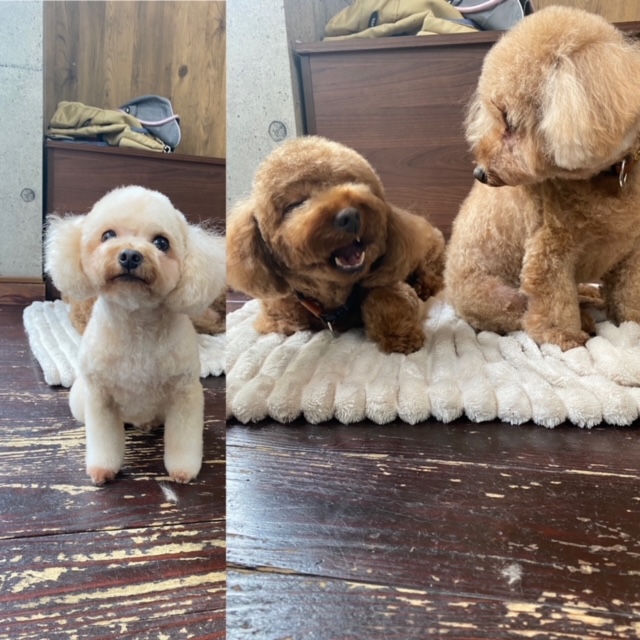 ニコ＆シエル＆チャコちゃん🐩🐩🐩