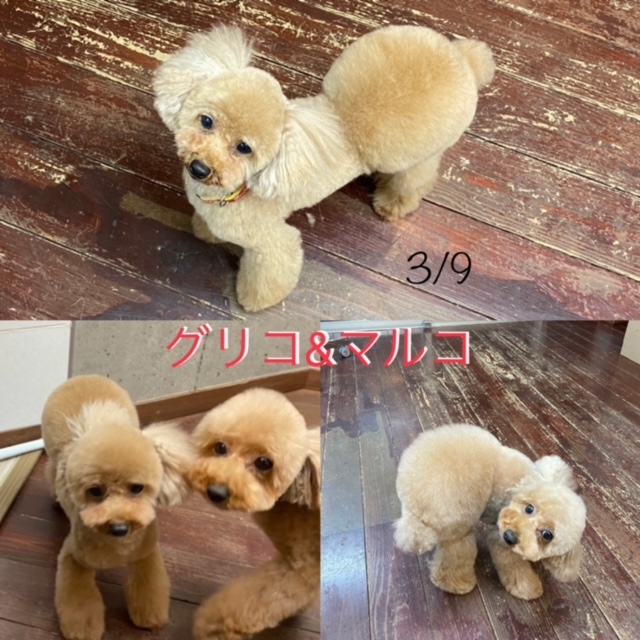 グリコ・マルコちゃん(双子ちゃん)?