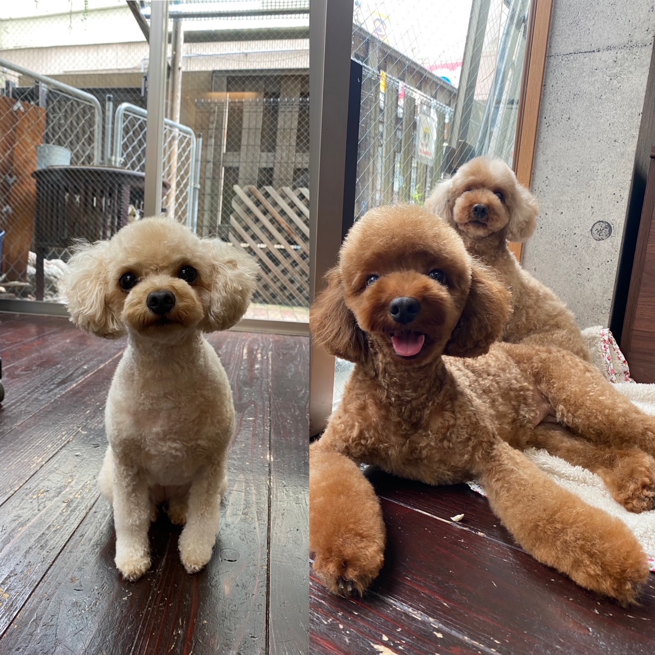 ニコ&シエル&チャコちゃん🐩🐩🐩