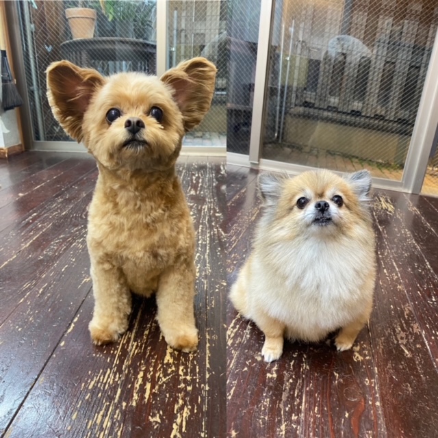 イルちゃんとアムちゃん🐶🐶