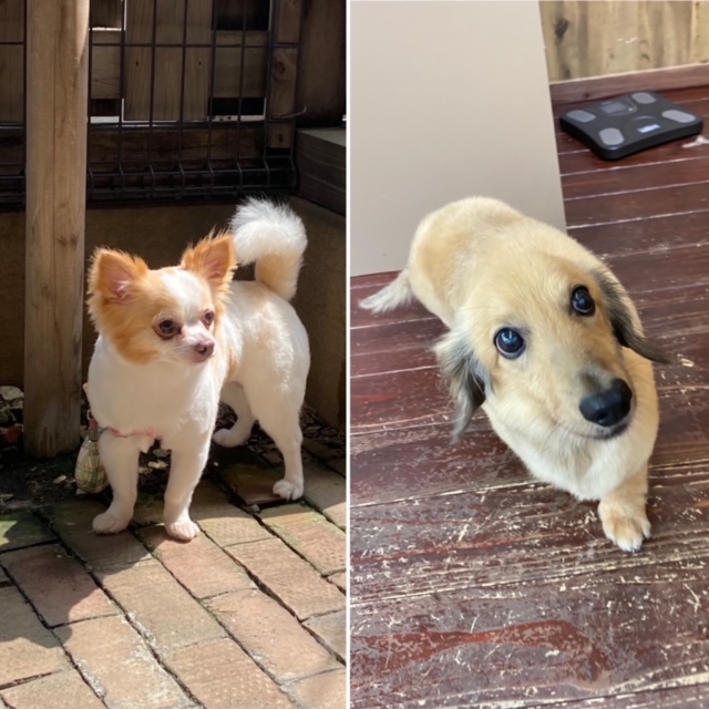 にこちゃん?ワビスケちゃん?