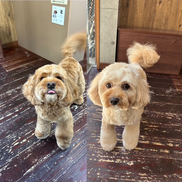 めいちゃんと タルトちゃん🐶🐶