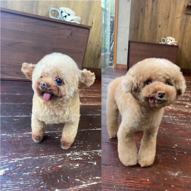 プリンちゃんバンビちゃん🐩🐩