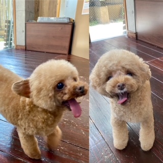 プリン・バンビちゃん🐩🐩