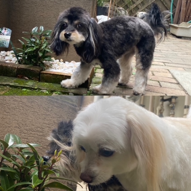 ティアちゃんとラルちゃん🐶🐶
