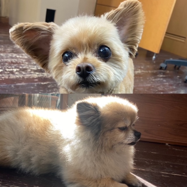 イルちゃん🐶 アムちゃん🐶