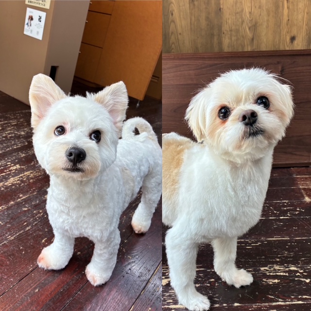 ハクちゃんとサンちゃん🐶🐶