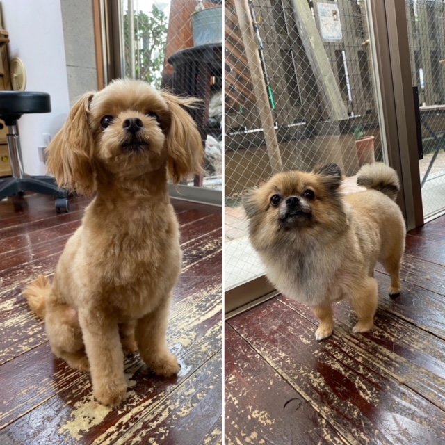 イルちゃん＆アムちゃん?