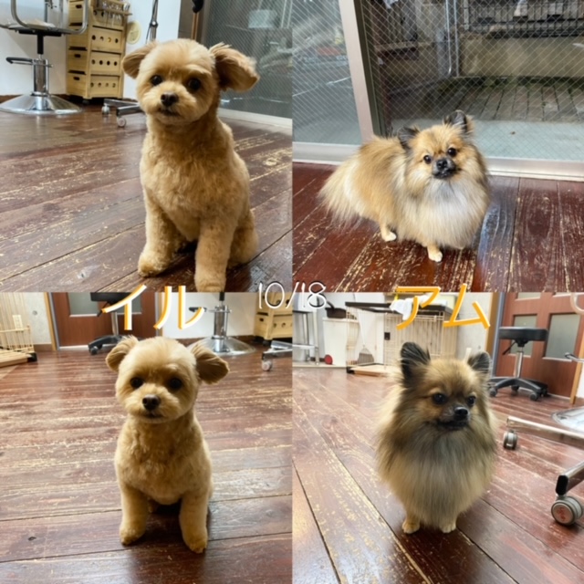 イルちゃん＊アムちゃん?