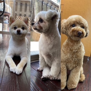 Fuuuちゃん🐶ニコちゃん🐩ペコちゃん🐶