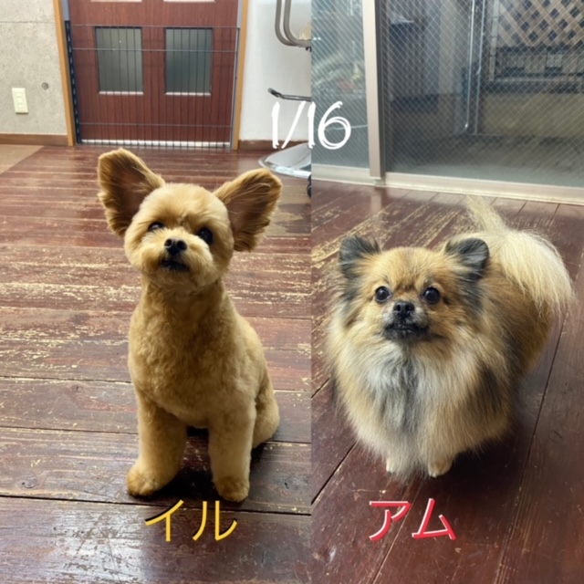 イルちゃん?アムちゃん?