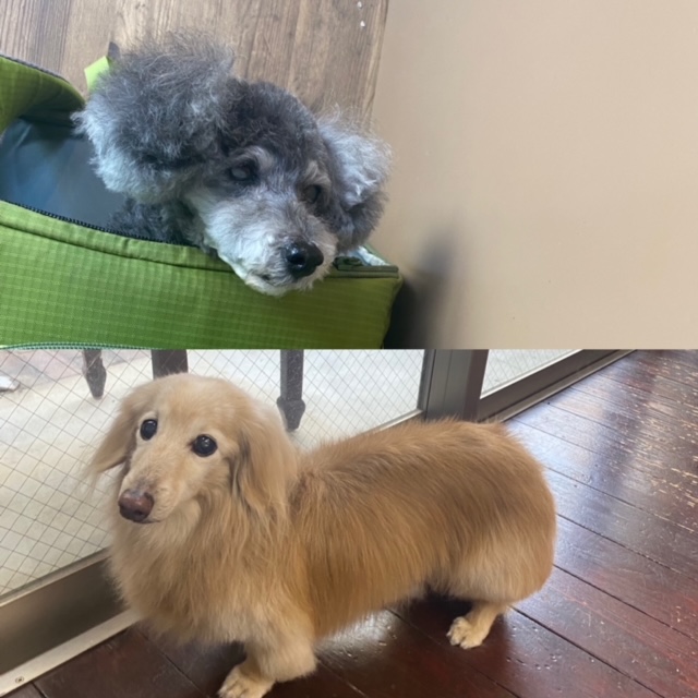 ニコちゃん🐩ココちゃん🐶