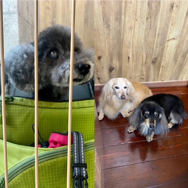 ココ＆アンコちゃん??ニコちゃん?