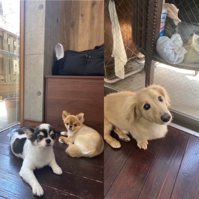 風太ちゃんと雷太ちゃんと太郎ちゃん🐶🐶🐶