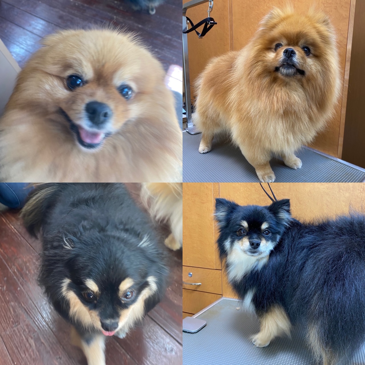 きなこ・あんちゃん！