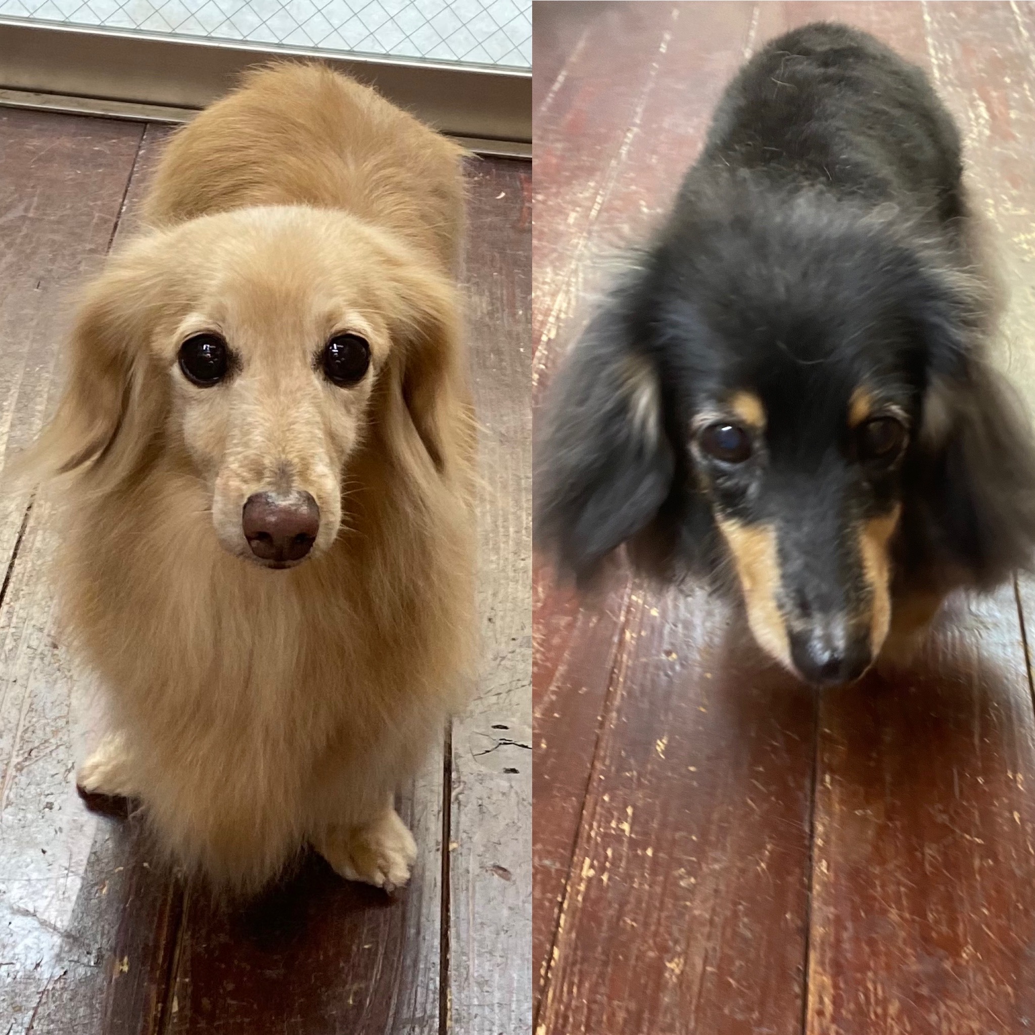 ココ＆アンコちゃん?