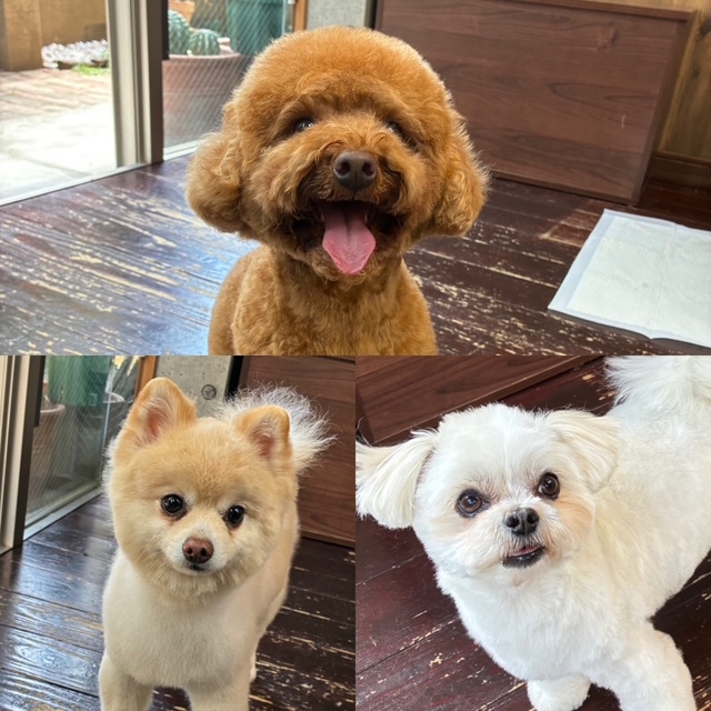 Fuuuちゃんとニコちゃんとペコちゃん🐶🐶🐶