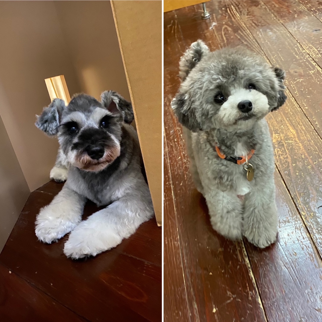 ノアちゃんとルカちゃん?