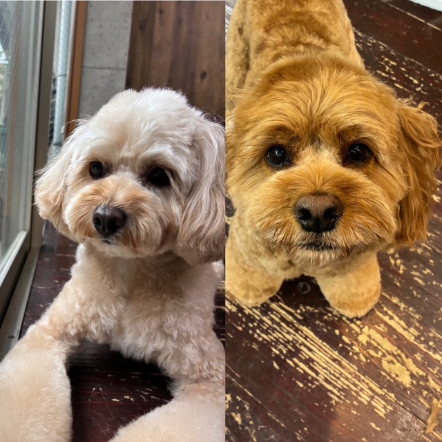 めいちゃんとタルトちゃん🐶🐶
