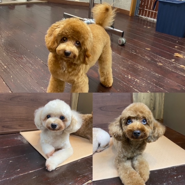 シエル＆チャコ＆ポポロンちゃん🐩🐩🐩