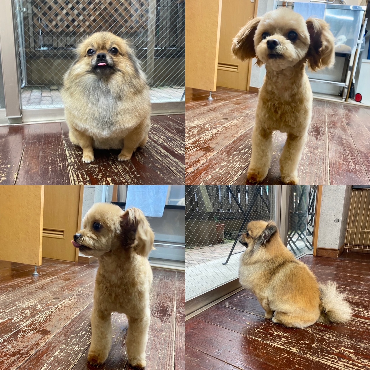 イルちゃん&アムちゃん?