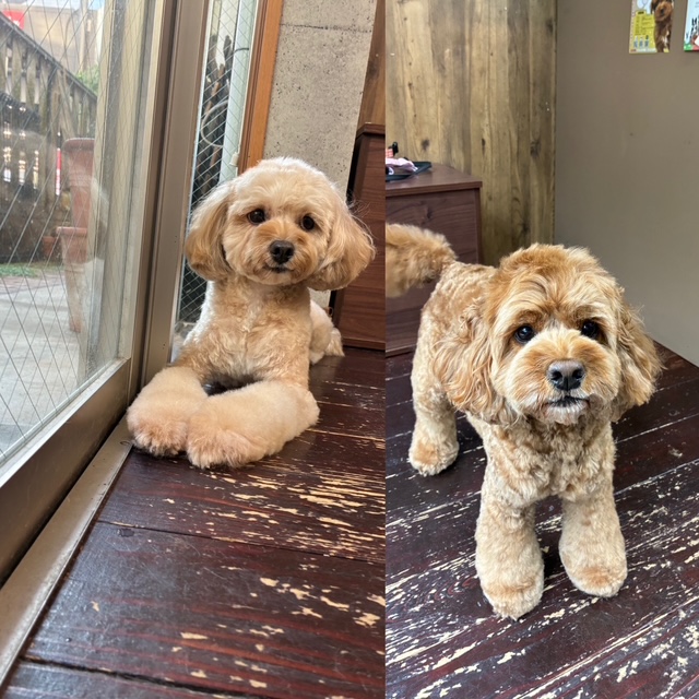 めいちゃん(Aｺｯｶｰ×ﾄｲﾌﾟｰﾄﾞﾙ)と タルトちゃん(ﾏﾙﾁｰｽﾞ×ﾌﾟｰﾄﾞﾙ)🐶🐶
