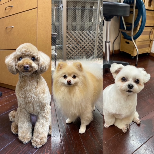 Fuuuちゃんニコちゃんペコちゃん???