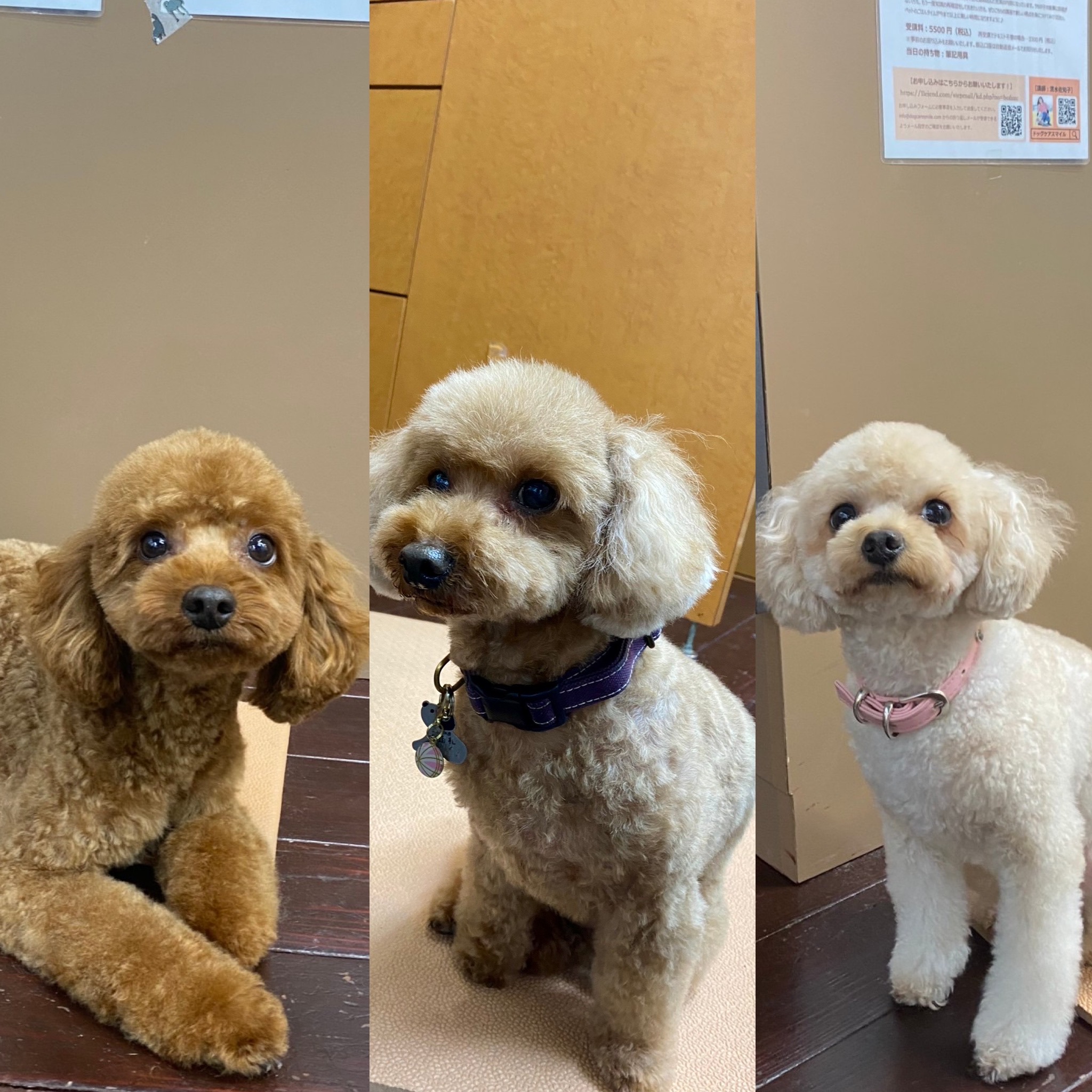 ニコ&シエル&チャコちゃん???