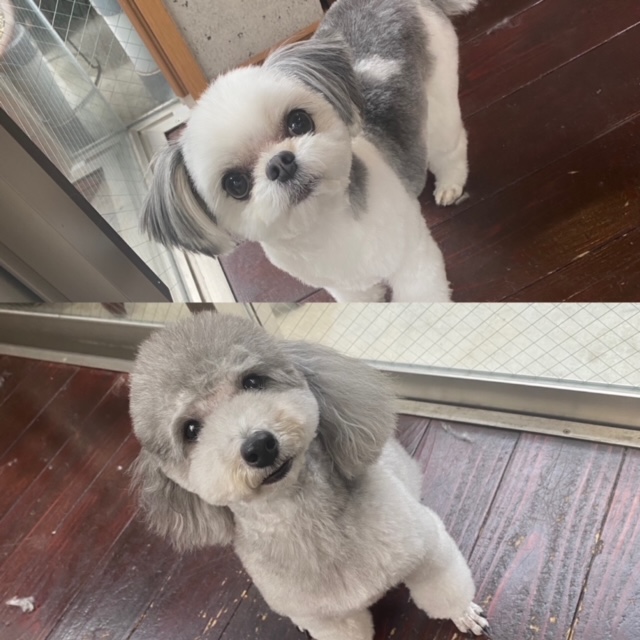 つくしちゃんと豆大福ちゃん🐶🐶