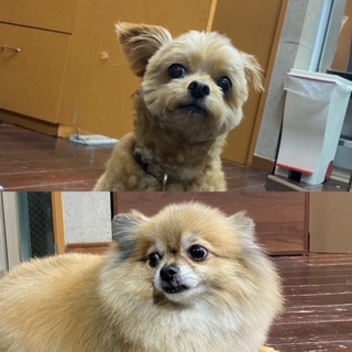 イルちゃんアムちゃん🐶🐶