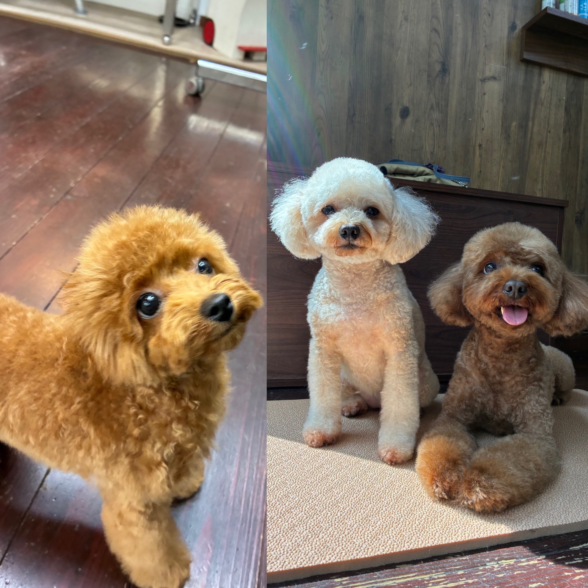 シエル＆チャコちゃんと子犬のベルちゃん🐩🐩🐩