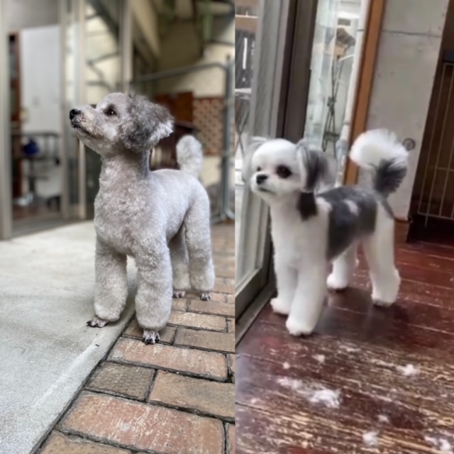 つくしちゃんと豆大福ちゃん??