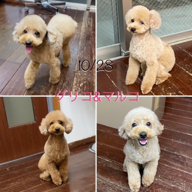 グリコ・マルコちゃん(双子ちゃん)?