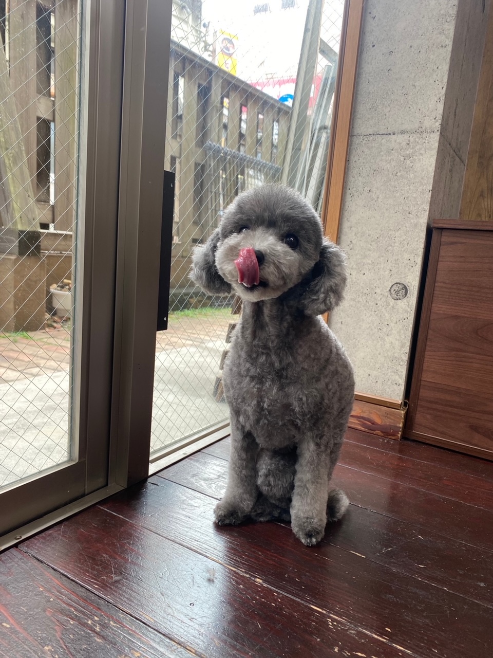 オハナちゃん🐩