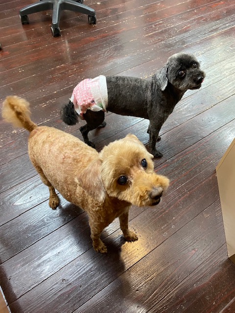 そらちゃん＆まめちゃん🐩🐩