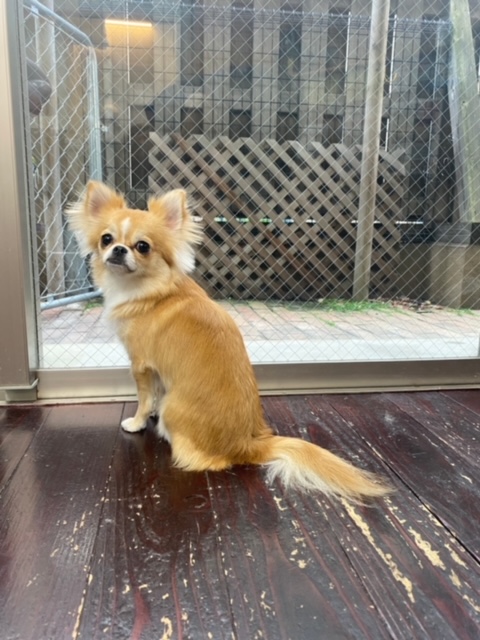 アニーちゃん🐶